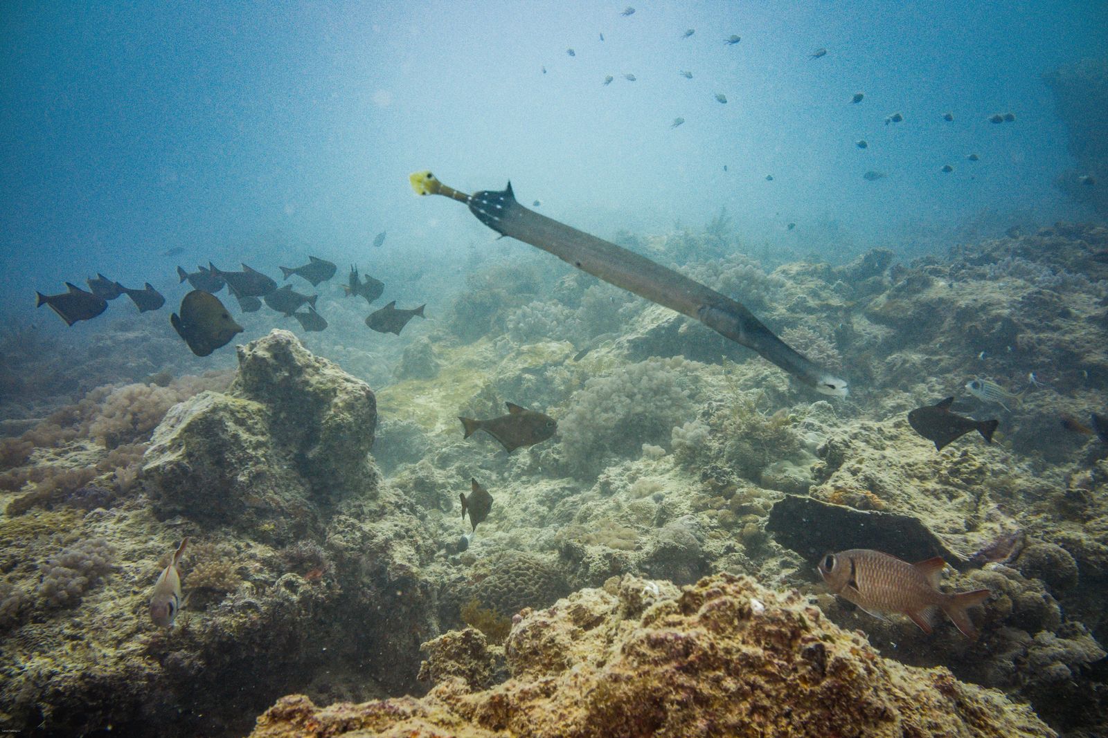 Scuba Diving in Nungwi Zanzibar - Chinese Trumpet Fish