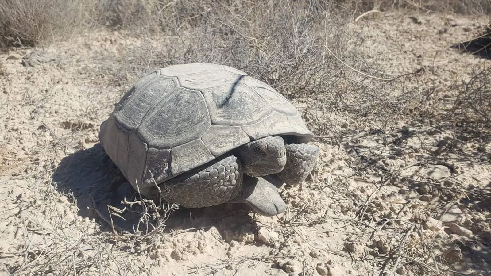Desert Tortoise encounter while exploring southern Utah hidden gems