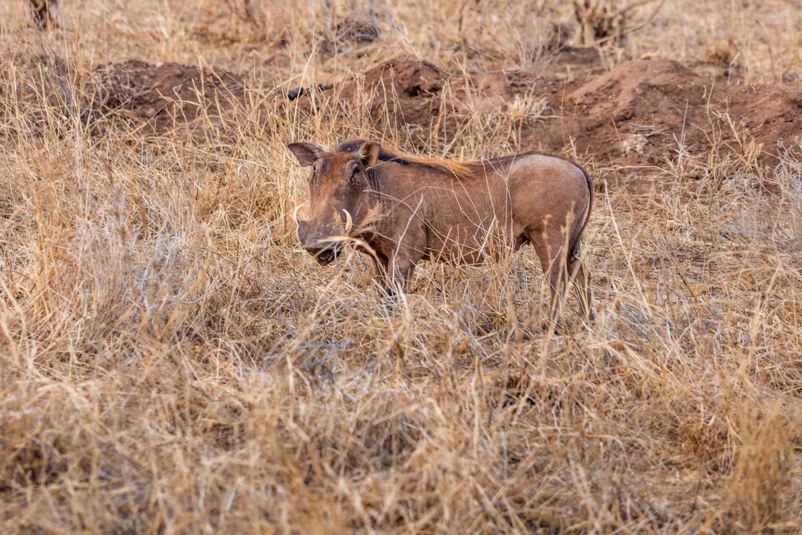 Tarangire Park Safari On A Budget