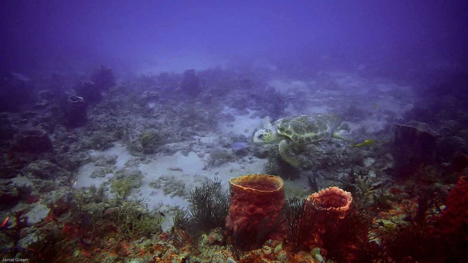 sea turtle swimming near barrel coral while diving singer island florida near the 4th window