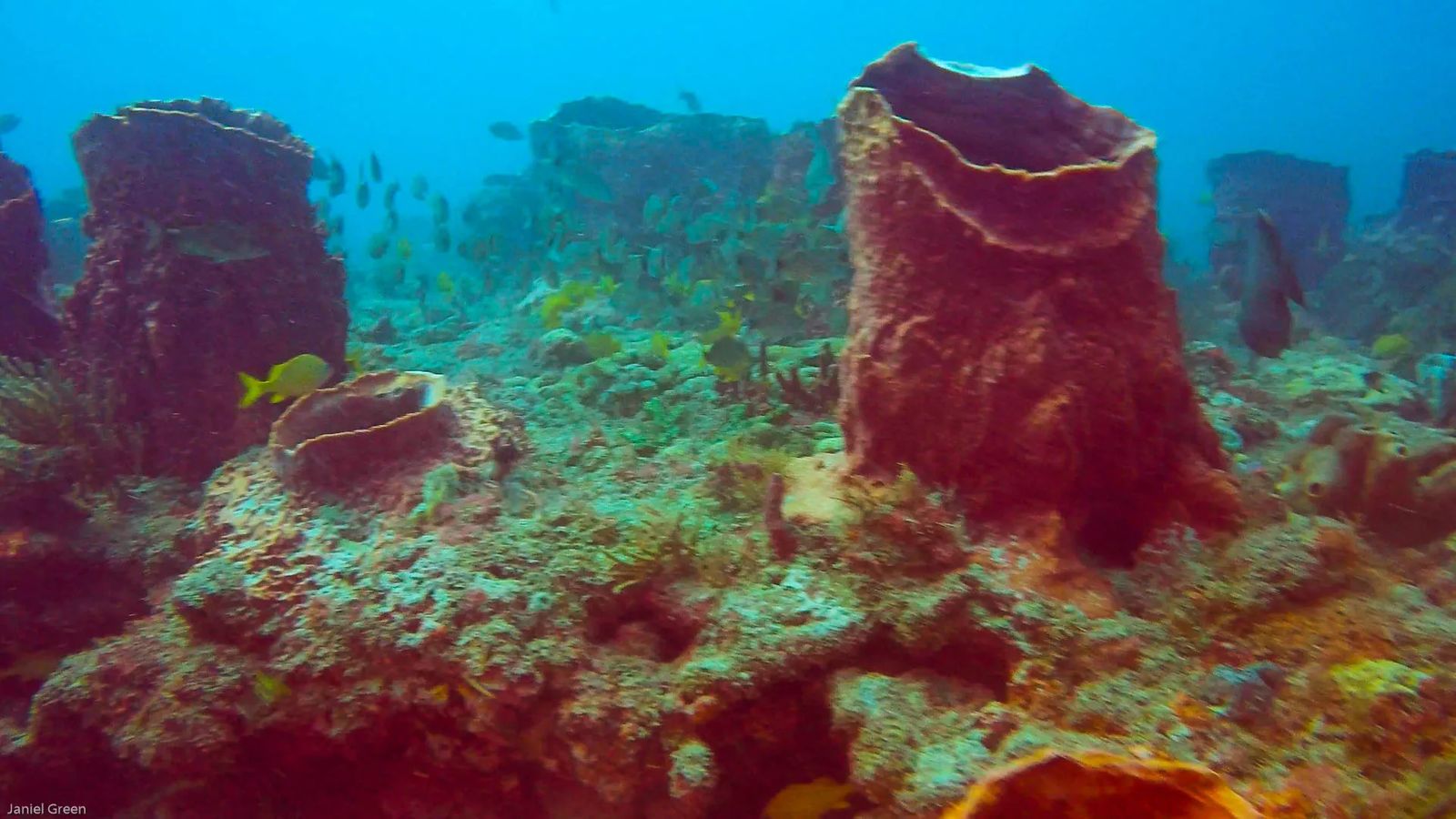 Diving Singer Island Florida