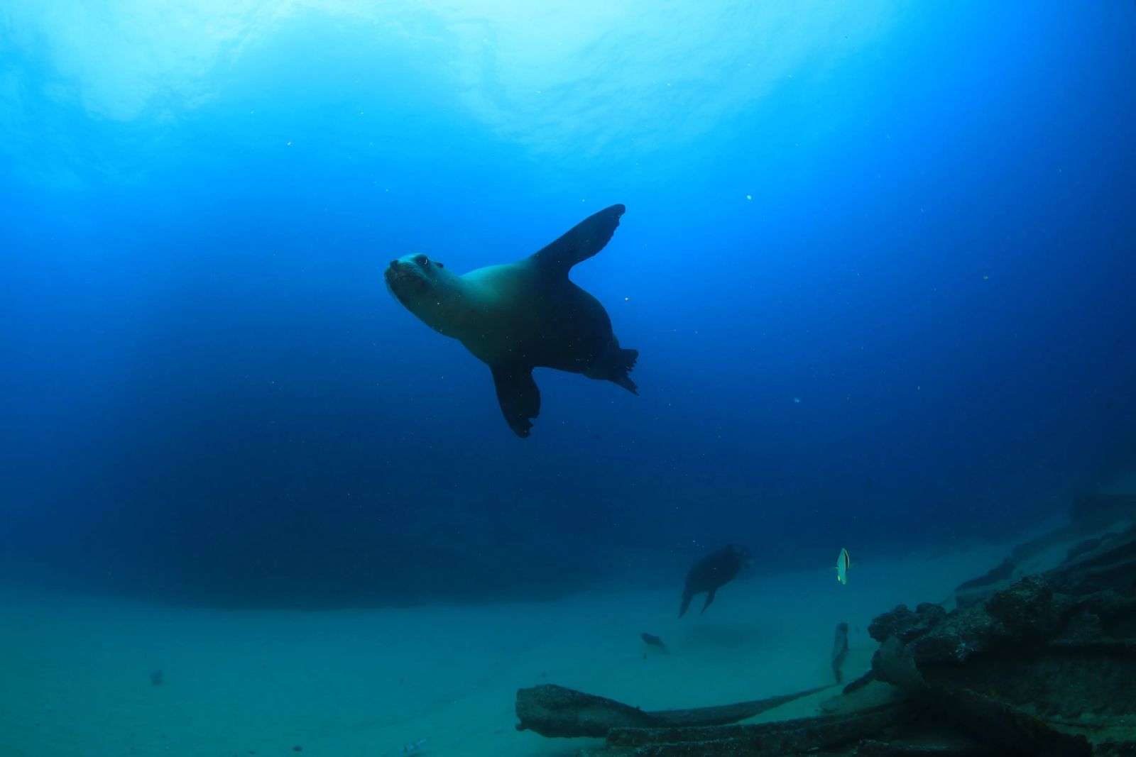 Diving in Cabo San Lucas Mexico - Culture Trekking - #CaboSanLucas #mexico #divingincabo