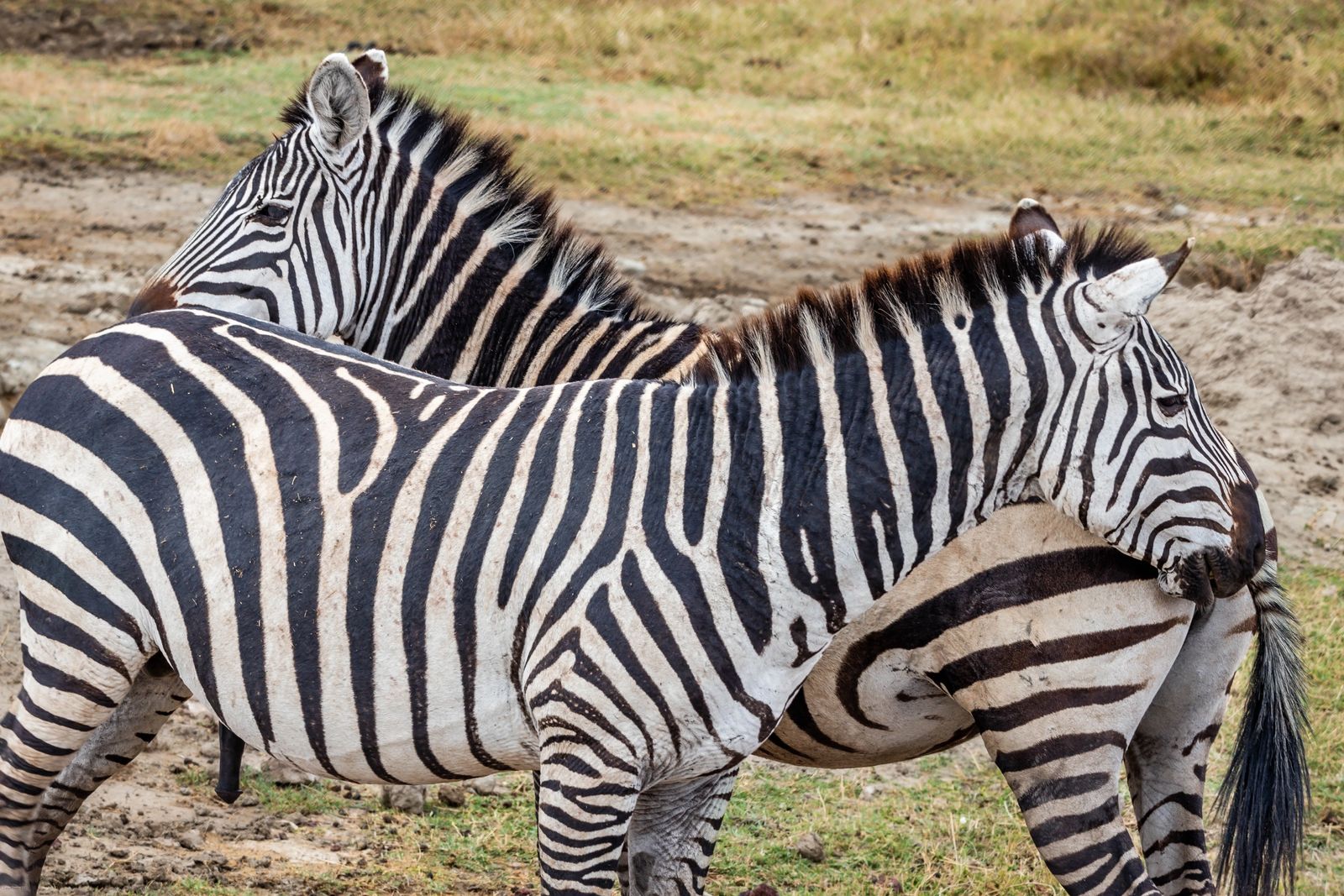 Ngorongoro Crater Safari zebras