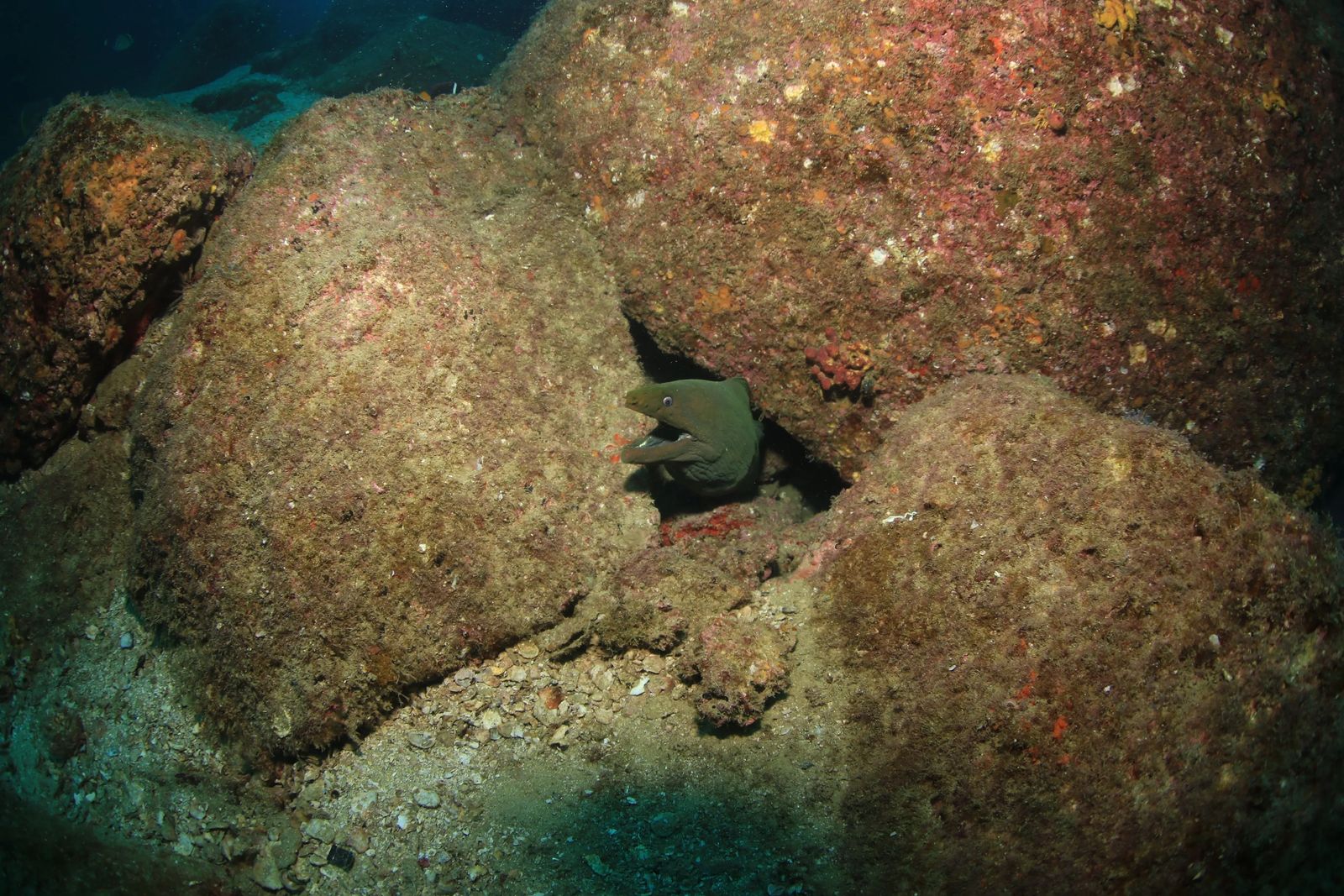 Diving in Cabo San Lucas Mexico - Culture Trekking - #CaboSanLucas #mexico #divingincabo