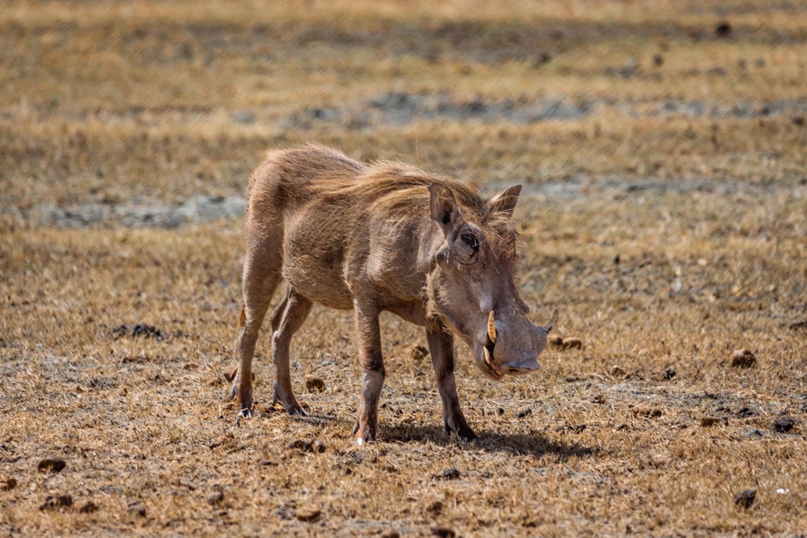 Ngorongoro Crater Safari worthog