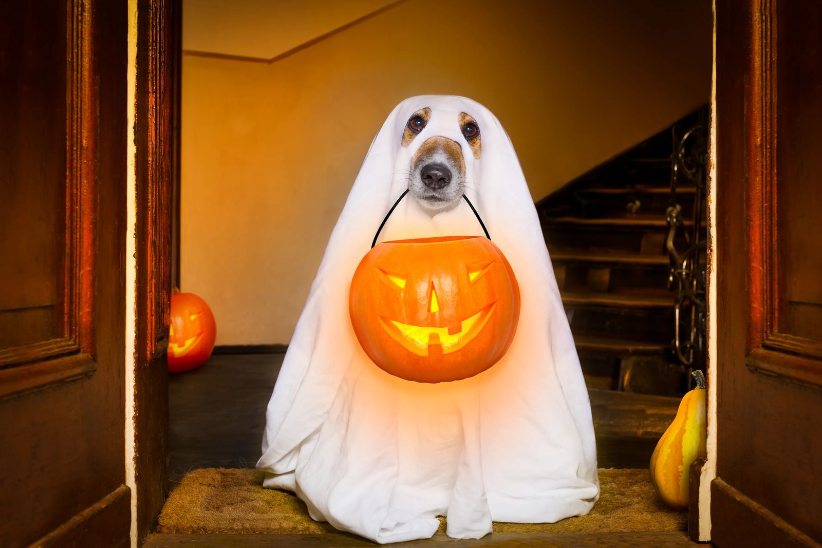 dog in ghost costume holding pumpkin