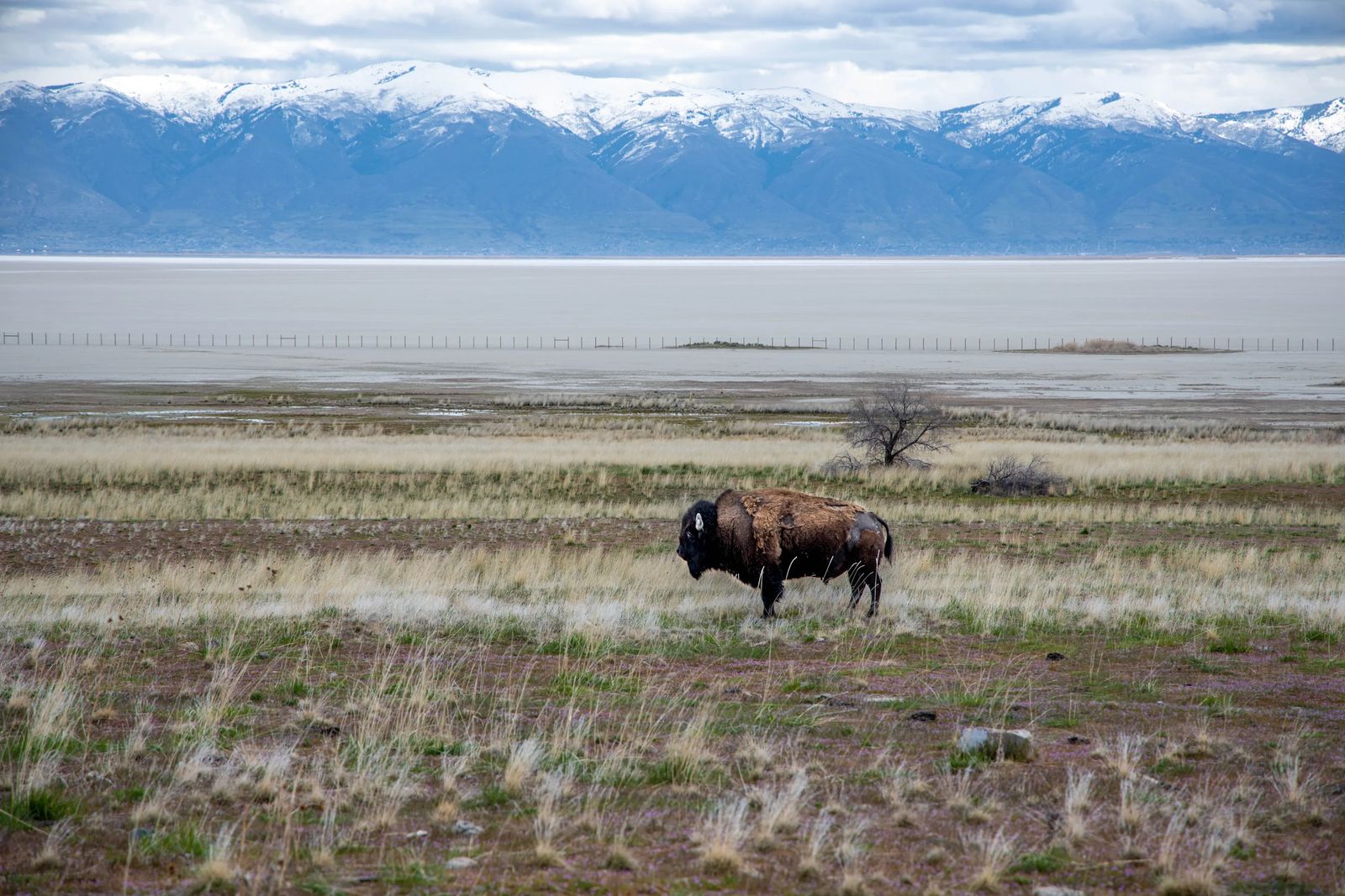 Bison with snow capped mountains in field, rules of camping in utah