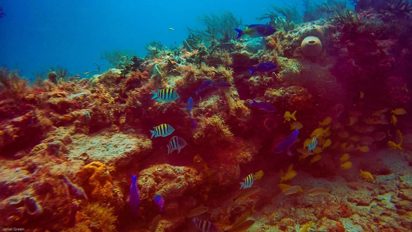 Scuba Diving Singer Island Florida with blue and yellow fish hiding among the coral. 