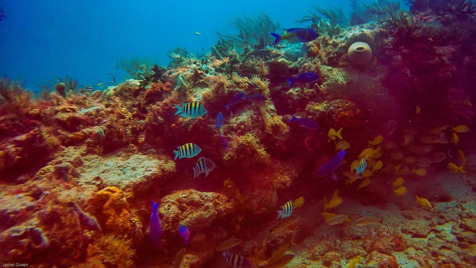 Scuba Diving Singer Island Florida with blue and yellow fish hiding among the coral.