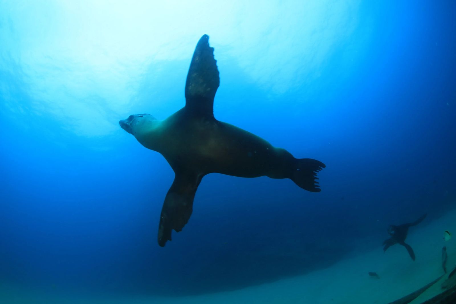 sealion swimming