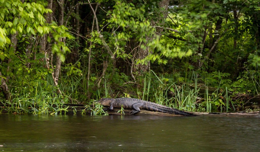 ALLIGATORS VS. CROCODILES  New Orleans Kayak Swamp Tours