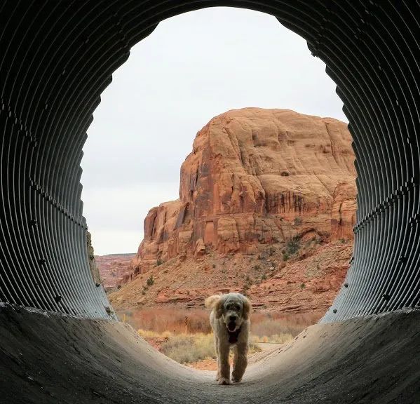 Dog Friendly Guide To Moab - Culture Trekking - #DogsinMoab #HikesforDogsinMoab #MoabUtah