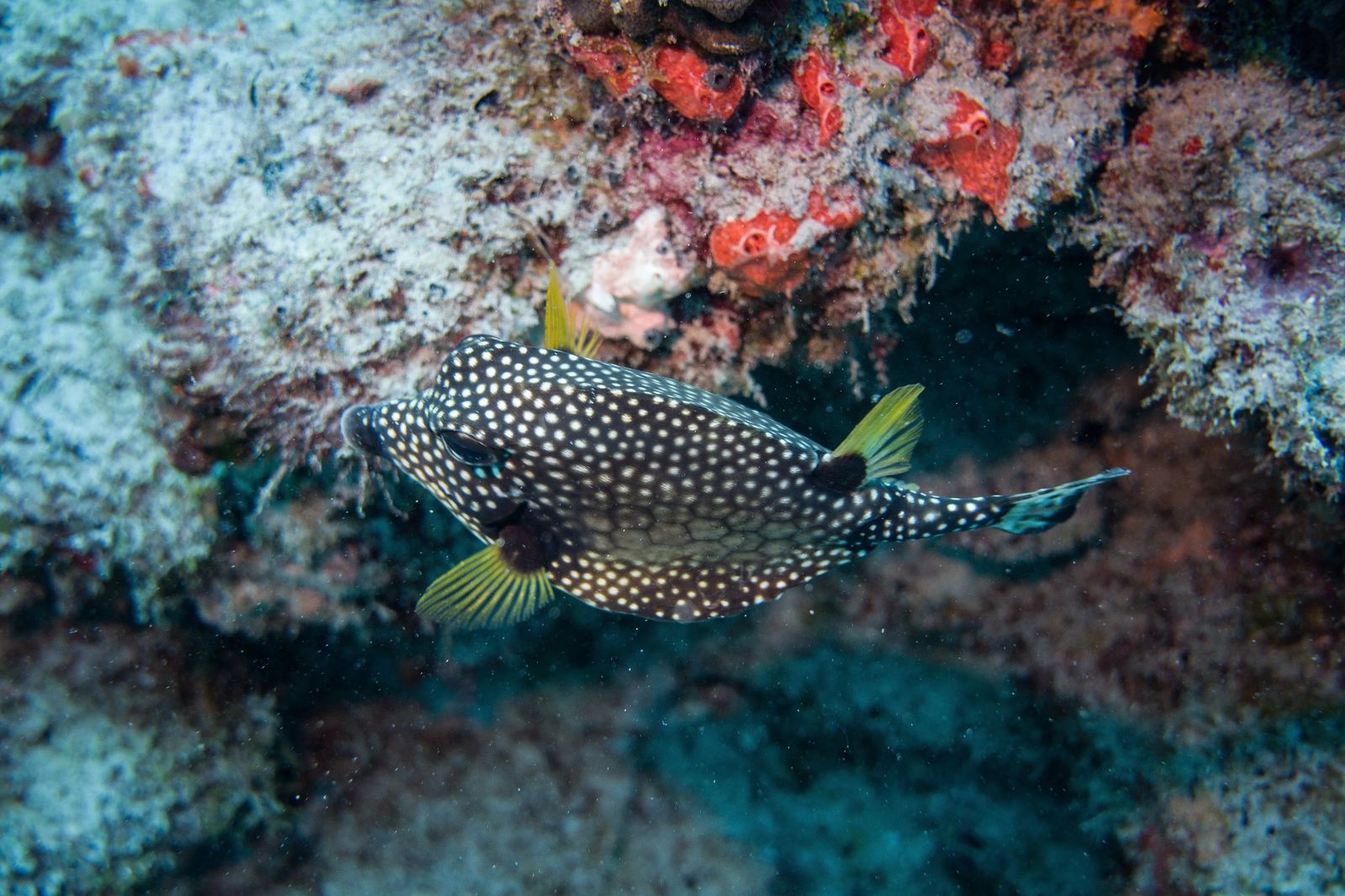 A spotted brown fish with yellow feather like fins - photo credit Jennifer Coleman from Coleman Concierge