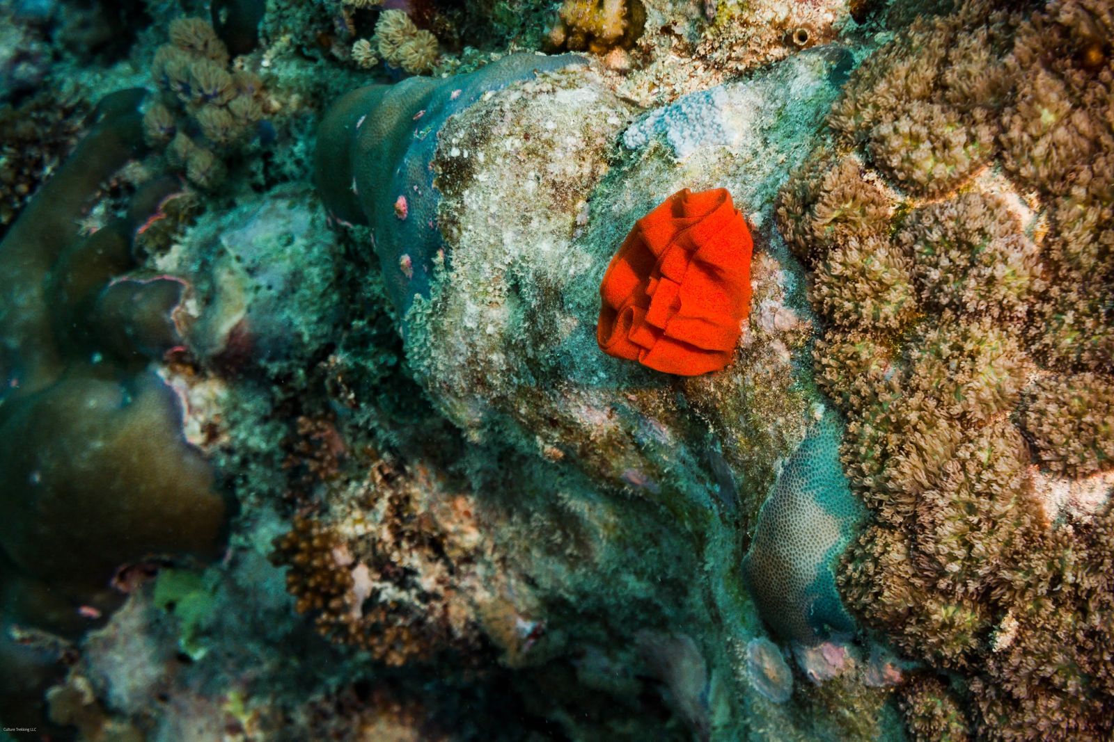 Scuba Diving in Nungwi Zanzibar - Spanish Dancer