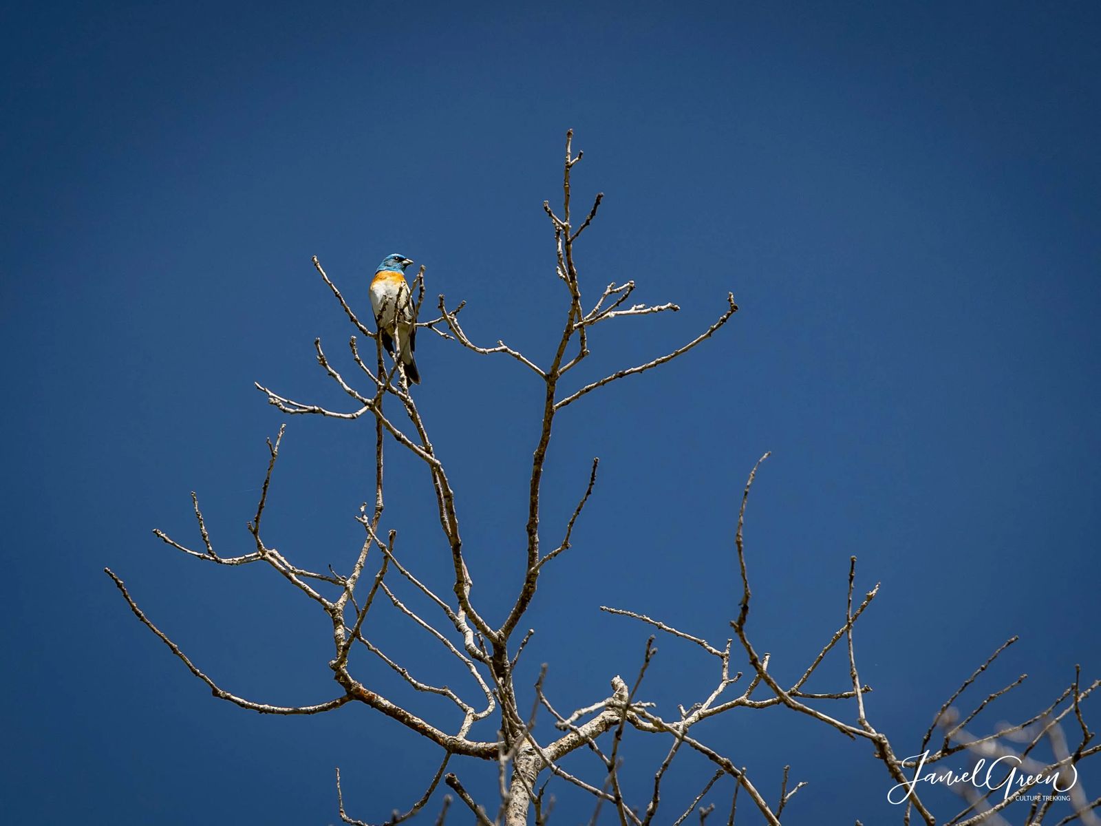 Lazuli bunting on top of empty tree limb