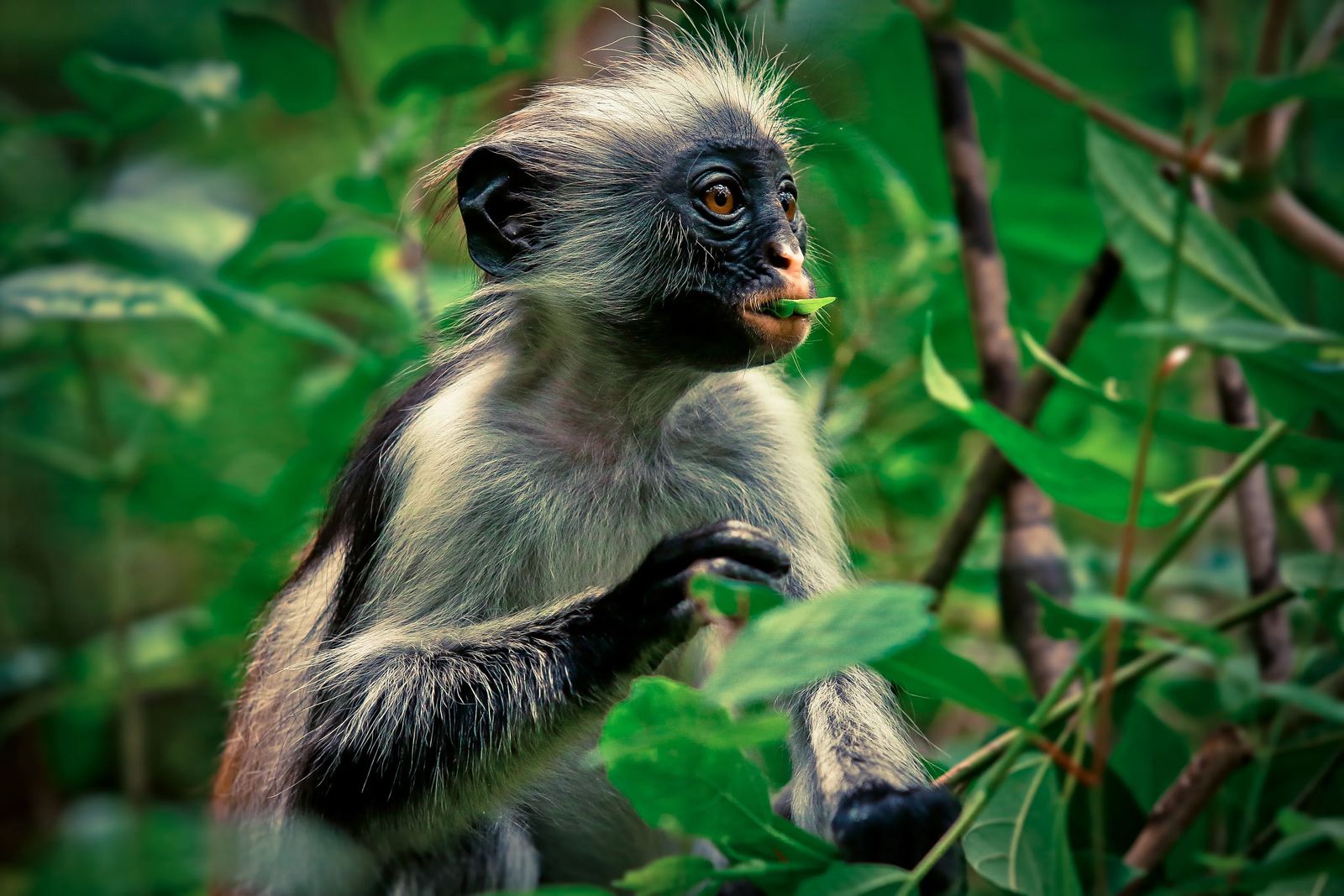 Jozani Forest - Things To See In Stonetown Zanzibar