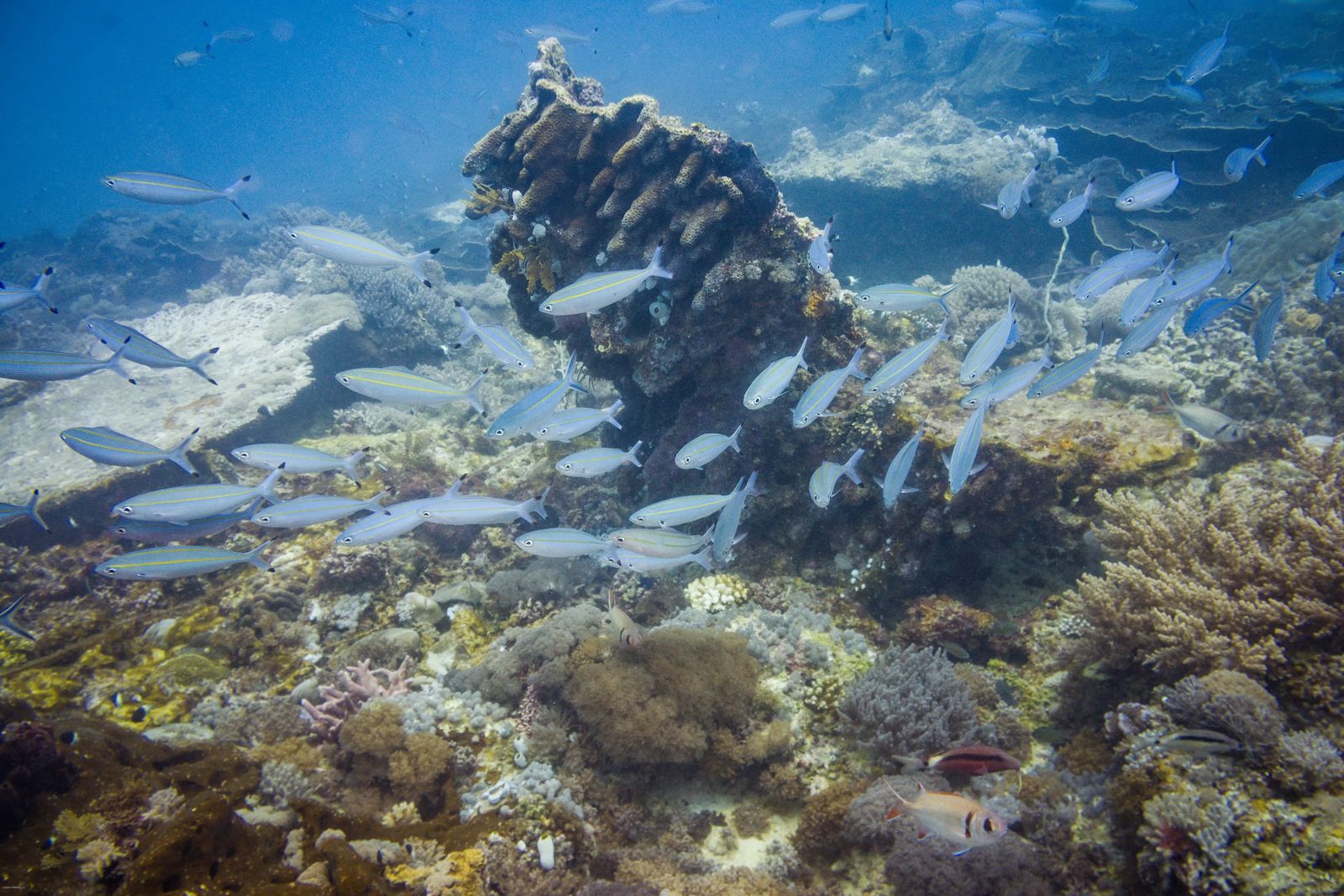 Scuba Diving in Nungwi Zanzibar - school of fish amongst various coral