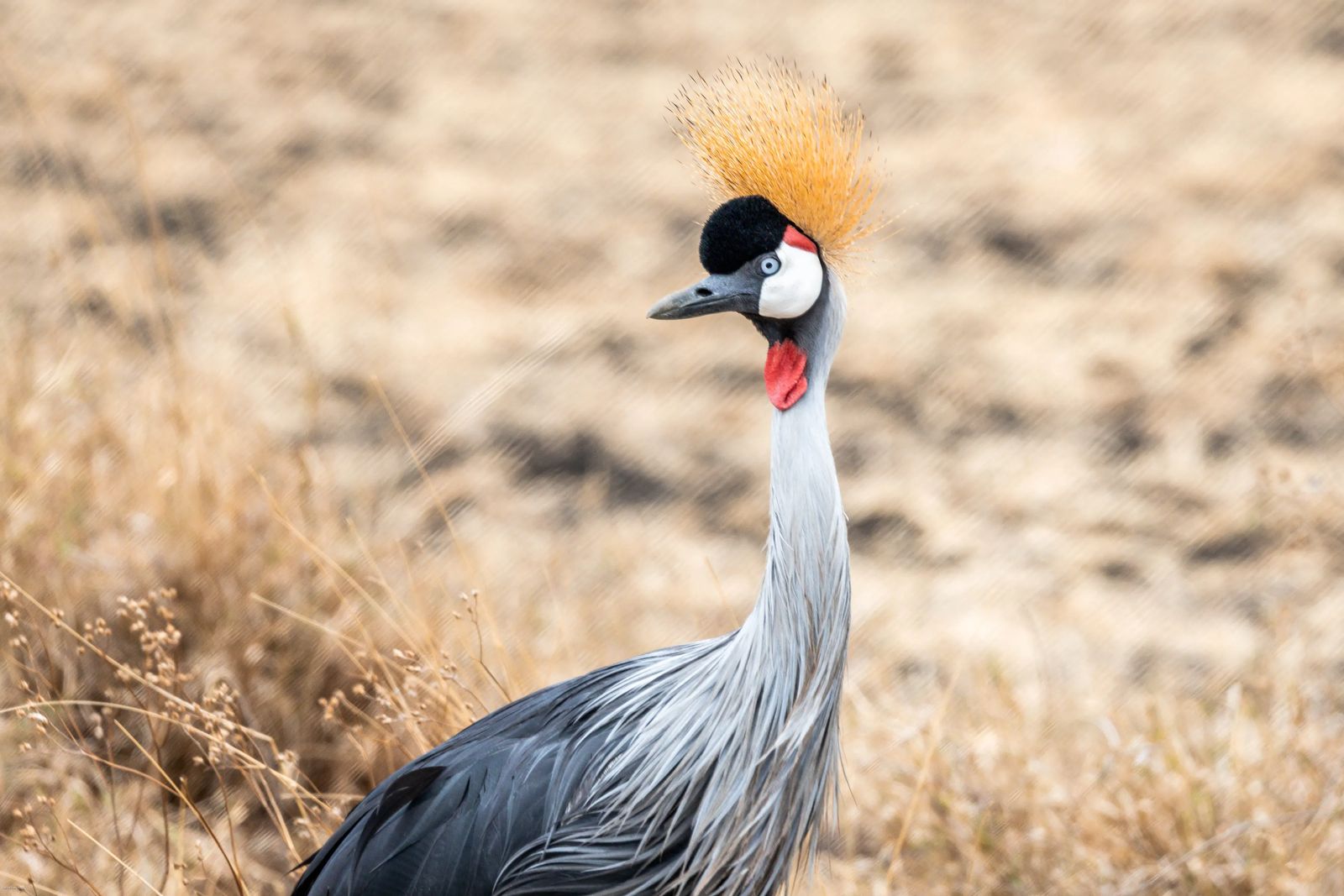 Ngorongoro  Crater Safari birds