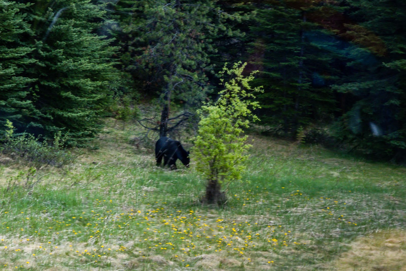 The BEST of the Icefields Parkway Banff Black Bear on Highway Road