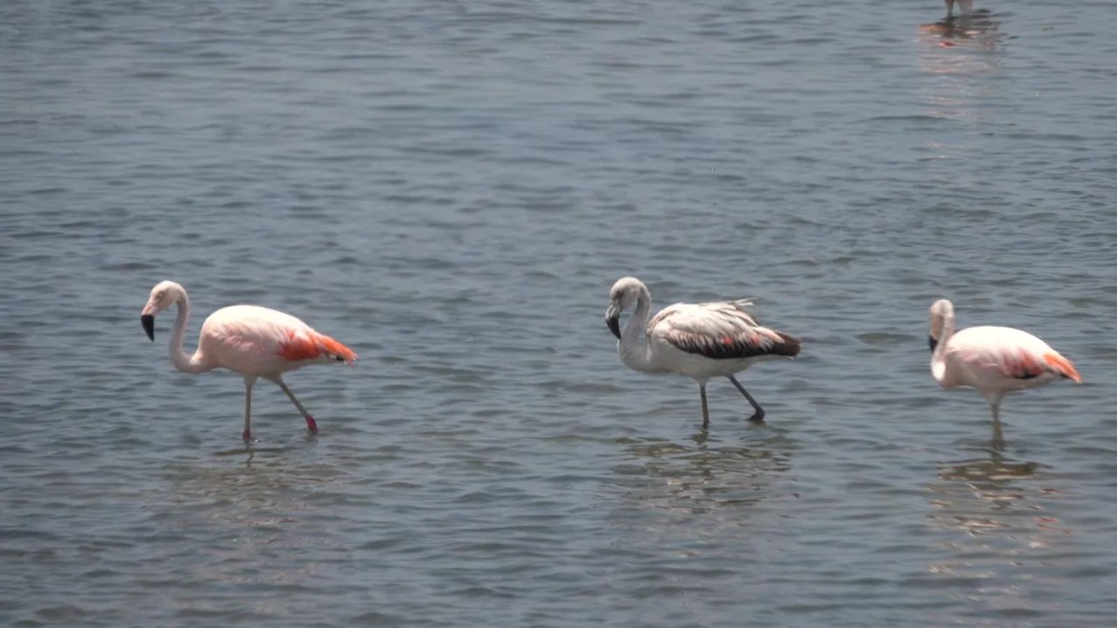 shore excursions in Pisco Peru - Baby Flamingos