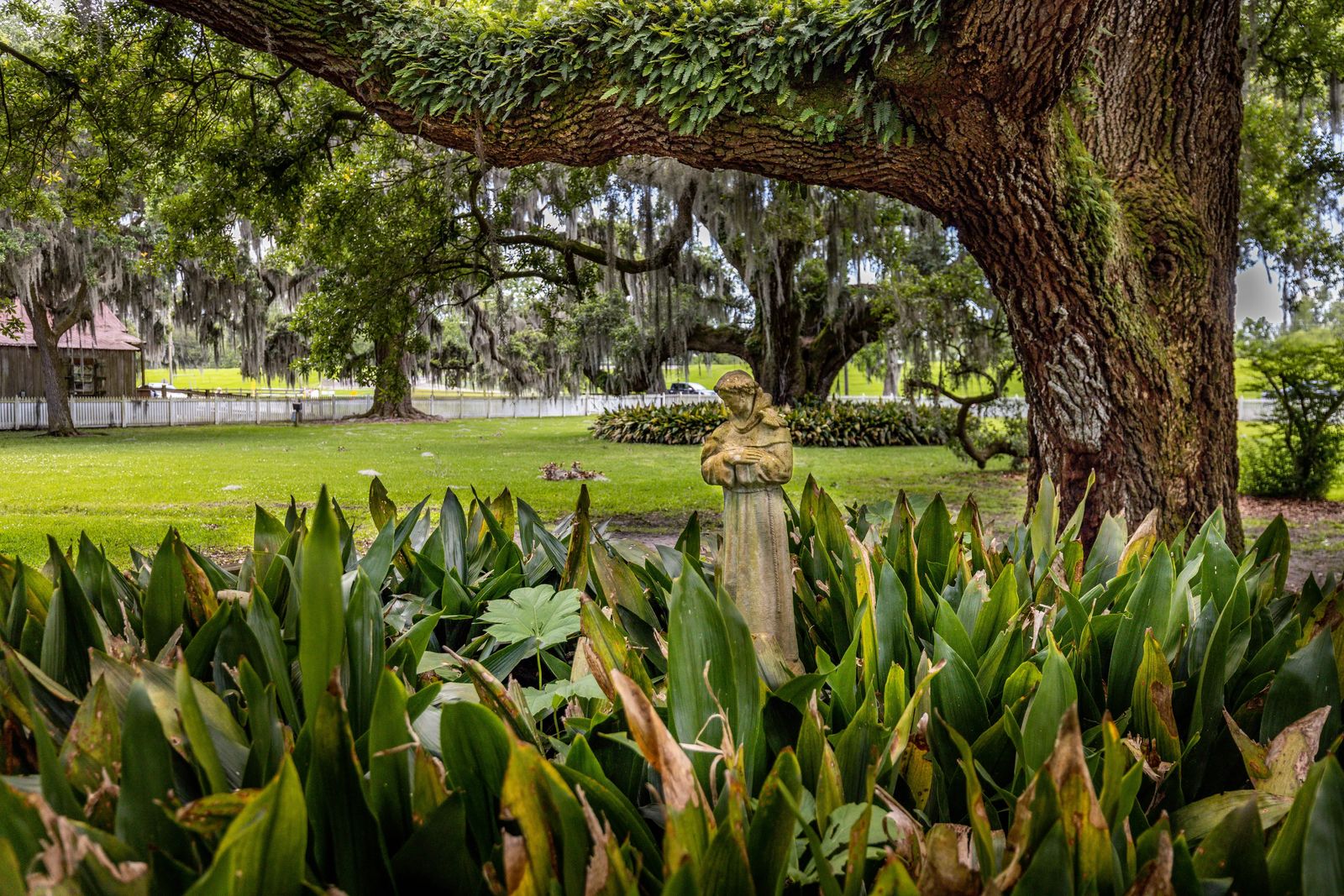 Statue of Saint under an old oak tree at Destrehan Planation