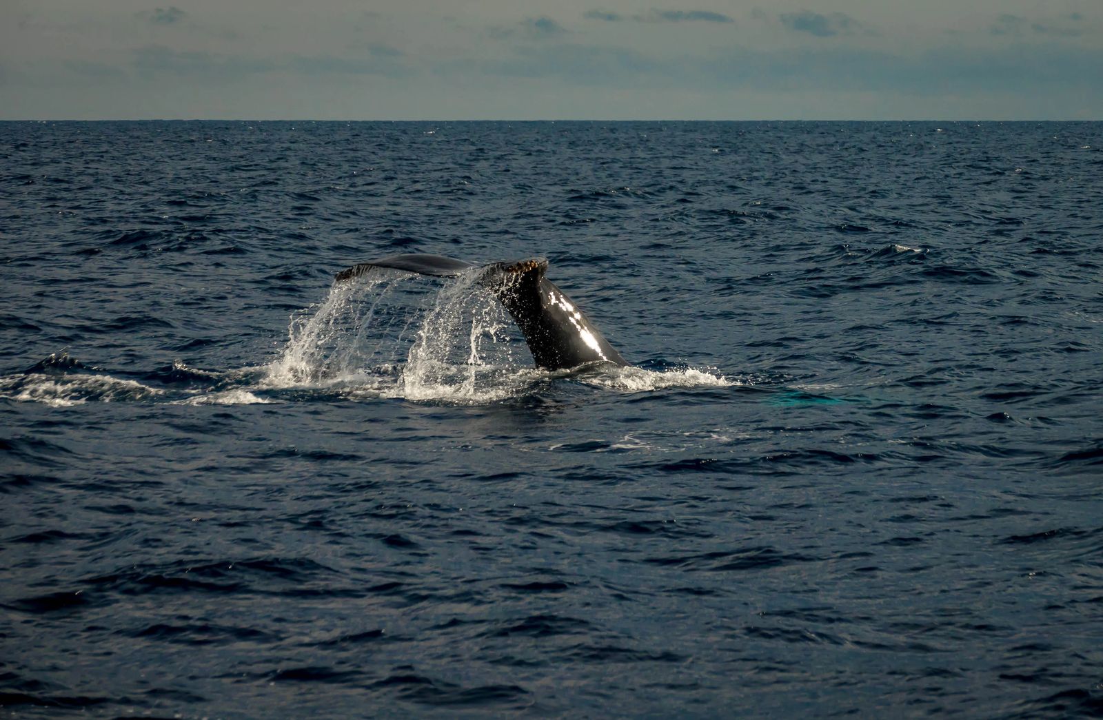 Diving in Cabo San Lucas Mexico - Culture Trekking - #CaboSanLucas #mexico #divingincabo