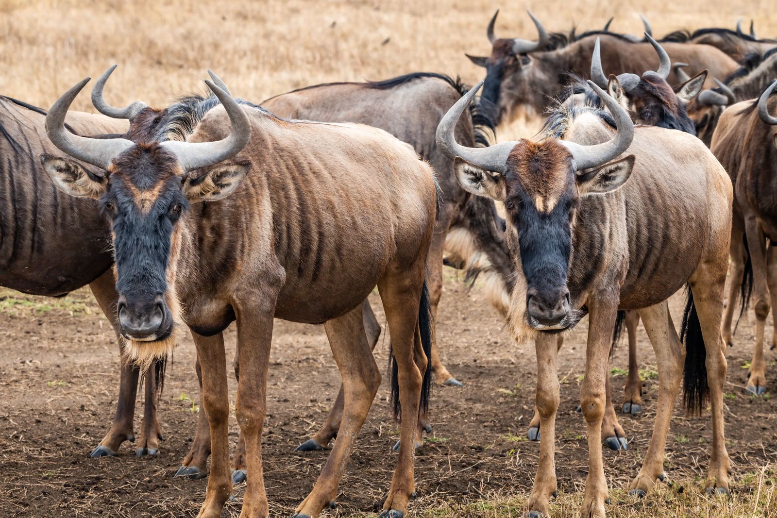 Ngorongoro  Crater Safari Wildebeast