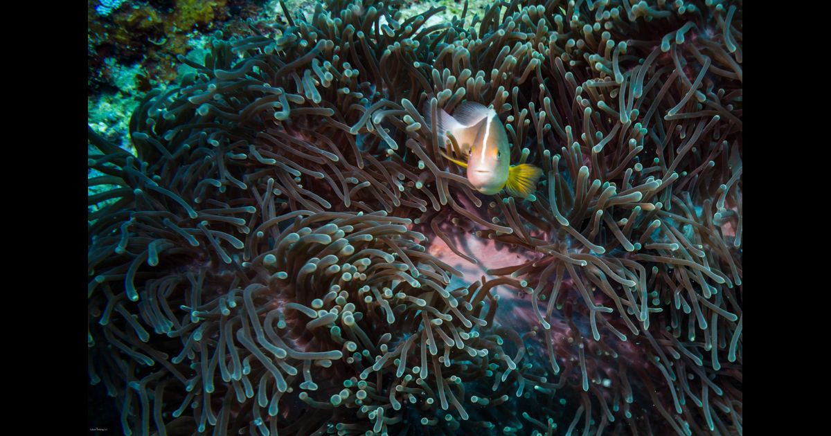Scuba Diving in Nungwi Zanzibar