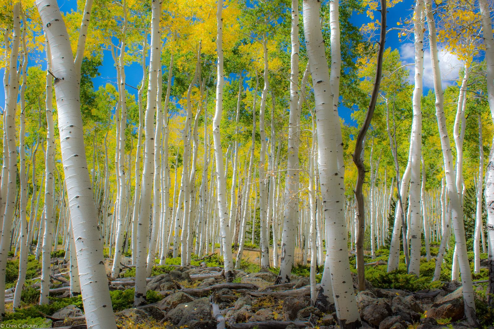 Fall colors of pando