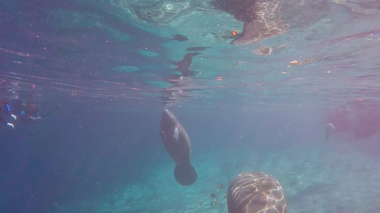swimming with Manatees in Crystal Rivers Florida