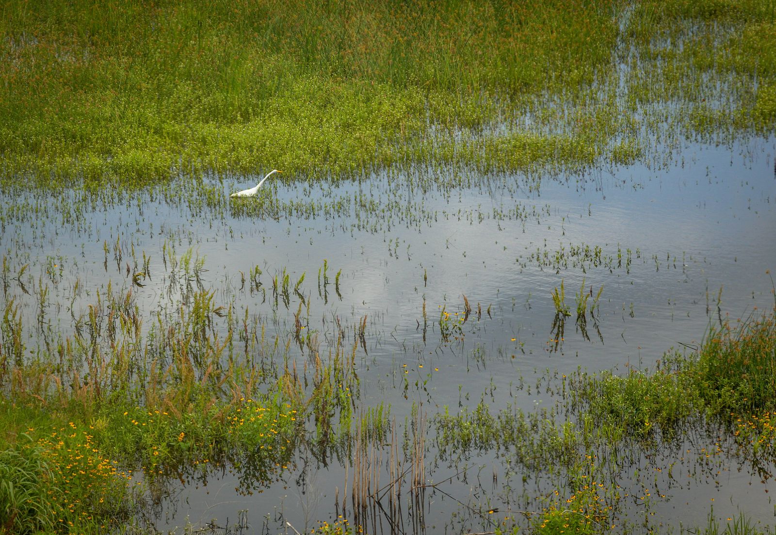 Egrit searching for food in flooded feild