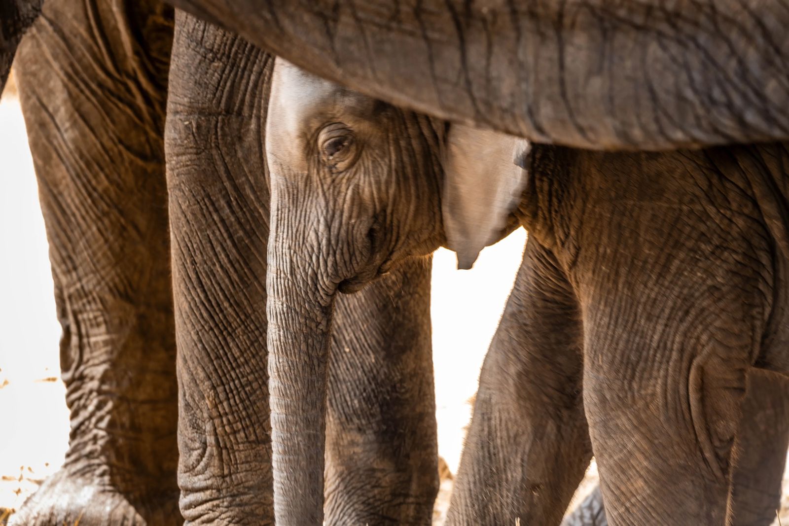 Tarangire Park Safari On A Budget