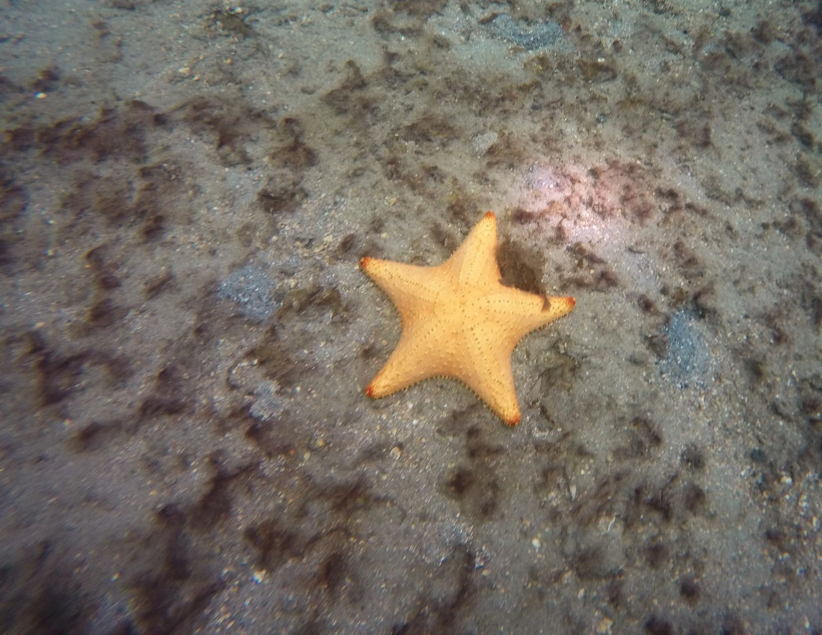 star fish with frog fish while scuba diving