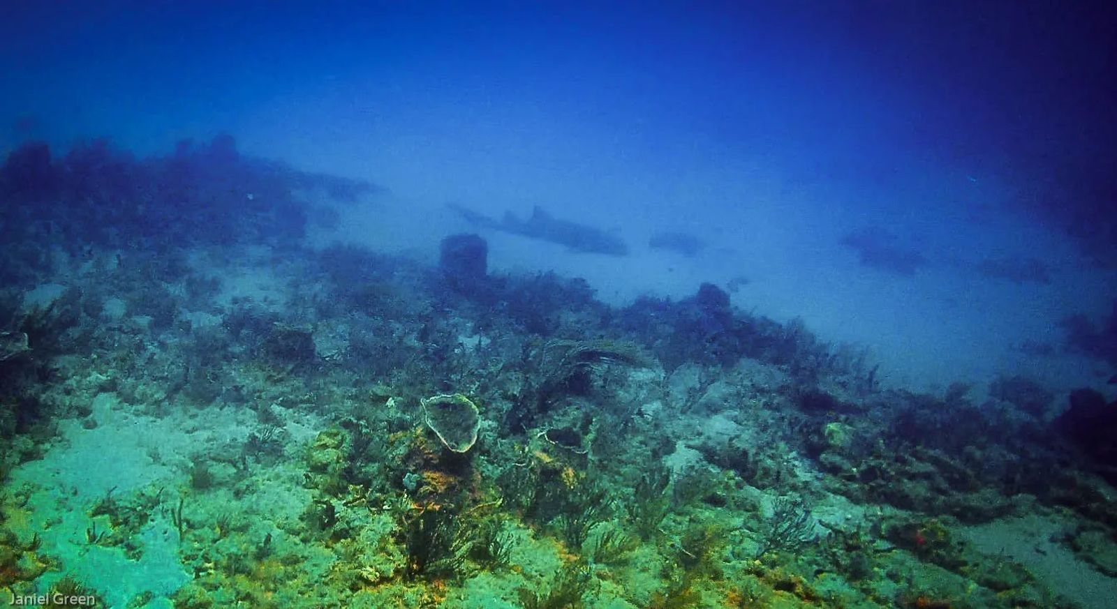 Nurse shark resting on the ocean floor while diving singer island florida near the 4th window