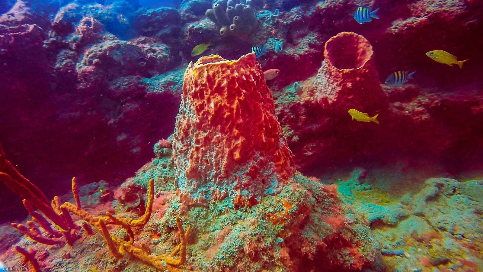 Diving Singer Island Florida