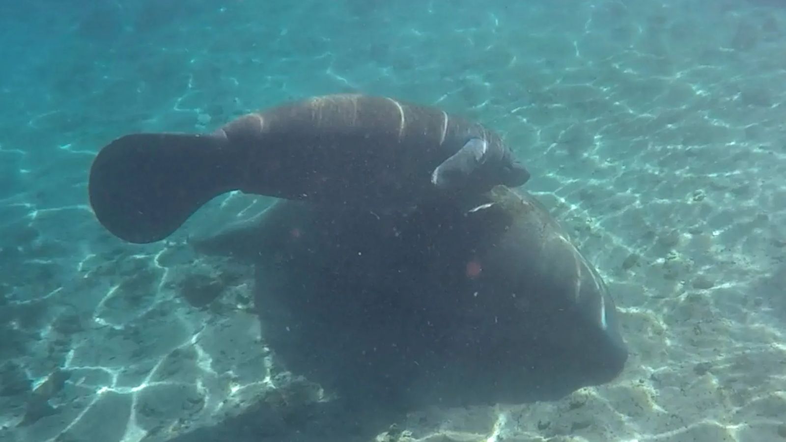 Swimming with Manatees in Crystal Rivers Florida