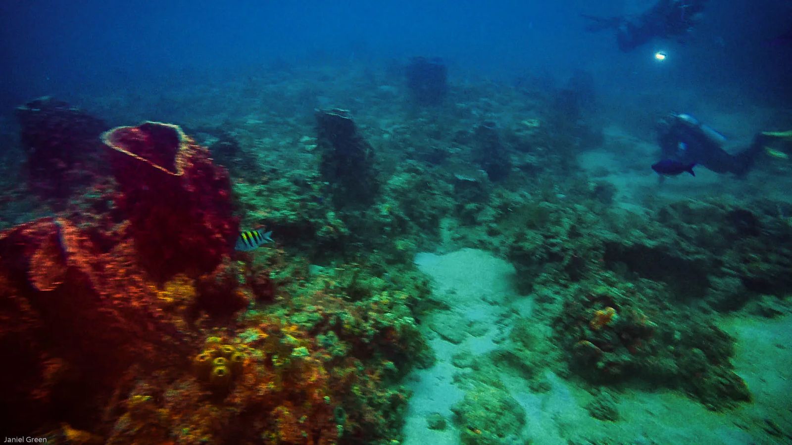 Barrel coral in shape of a heart while diving singer island florida