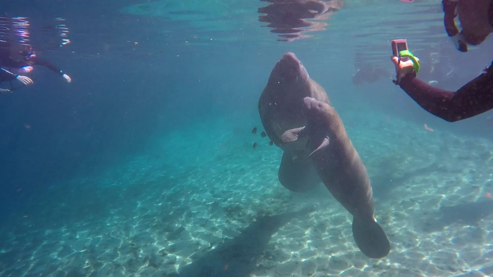 Swimming with Manatees in Crystal Rivers Florida