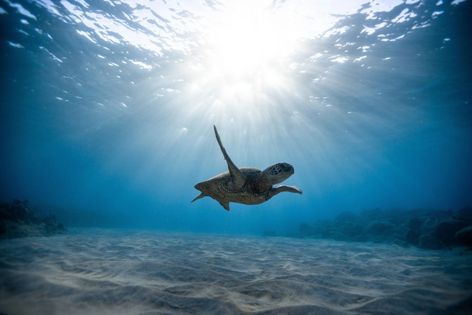 Saving Sea Turtles in Florida