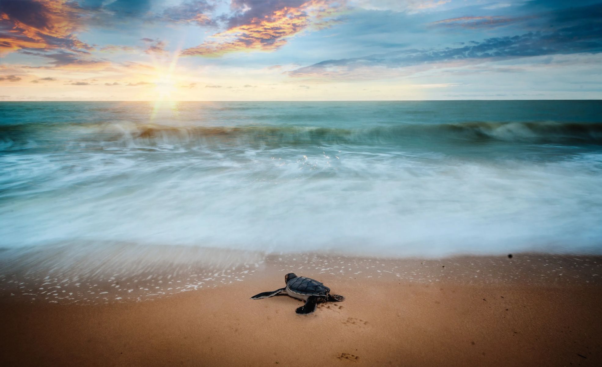 Saving Sea Turtles with STOP in Fort Lauderdale