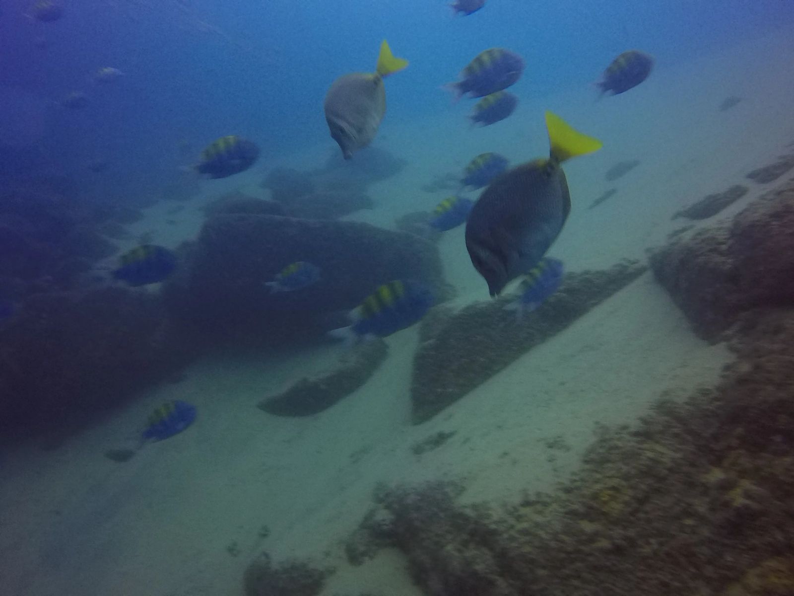 Diving in Cabo San Lucas Mexico - Culture Trekking - #CaboSanLucas #mexico #divingincabo