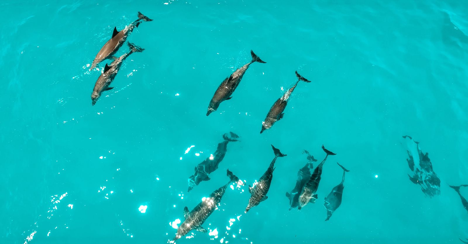 Things To Do In Nungwi Zanzibar - dolphins swimming