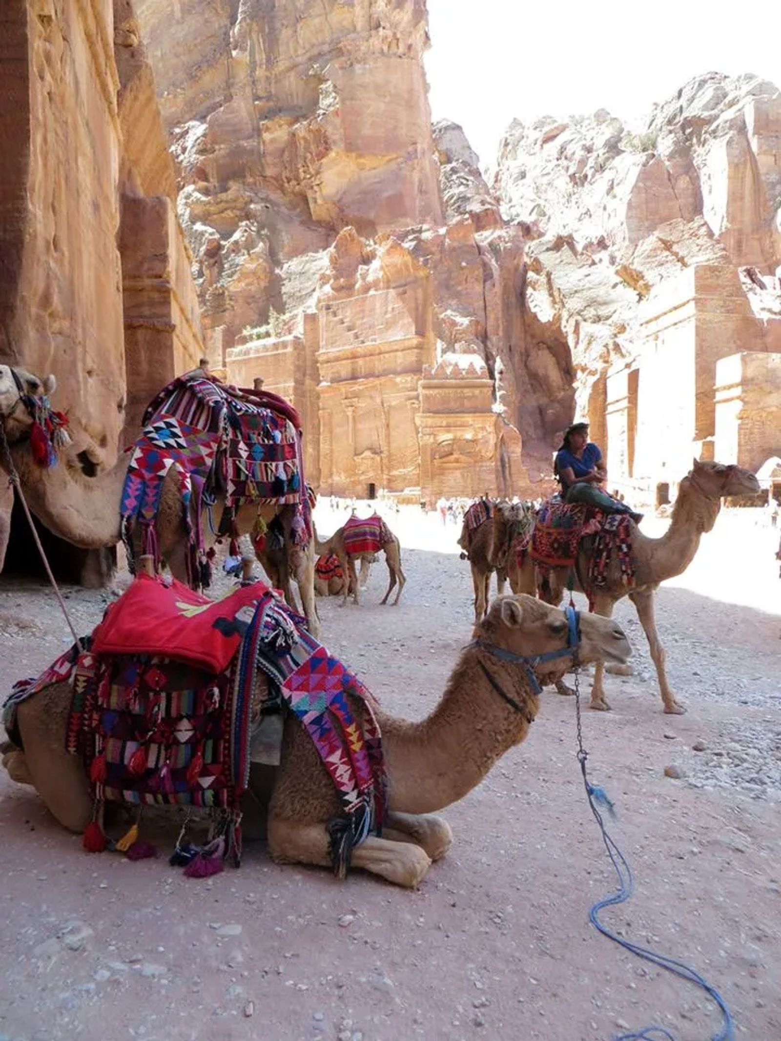 Camels in Petra Jordan
