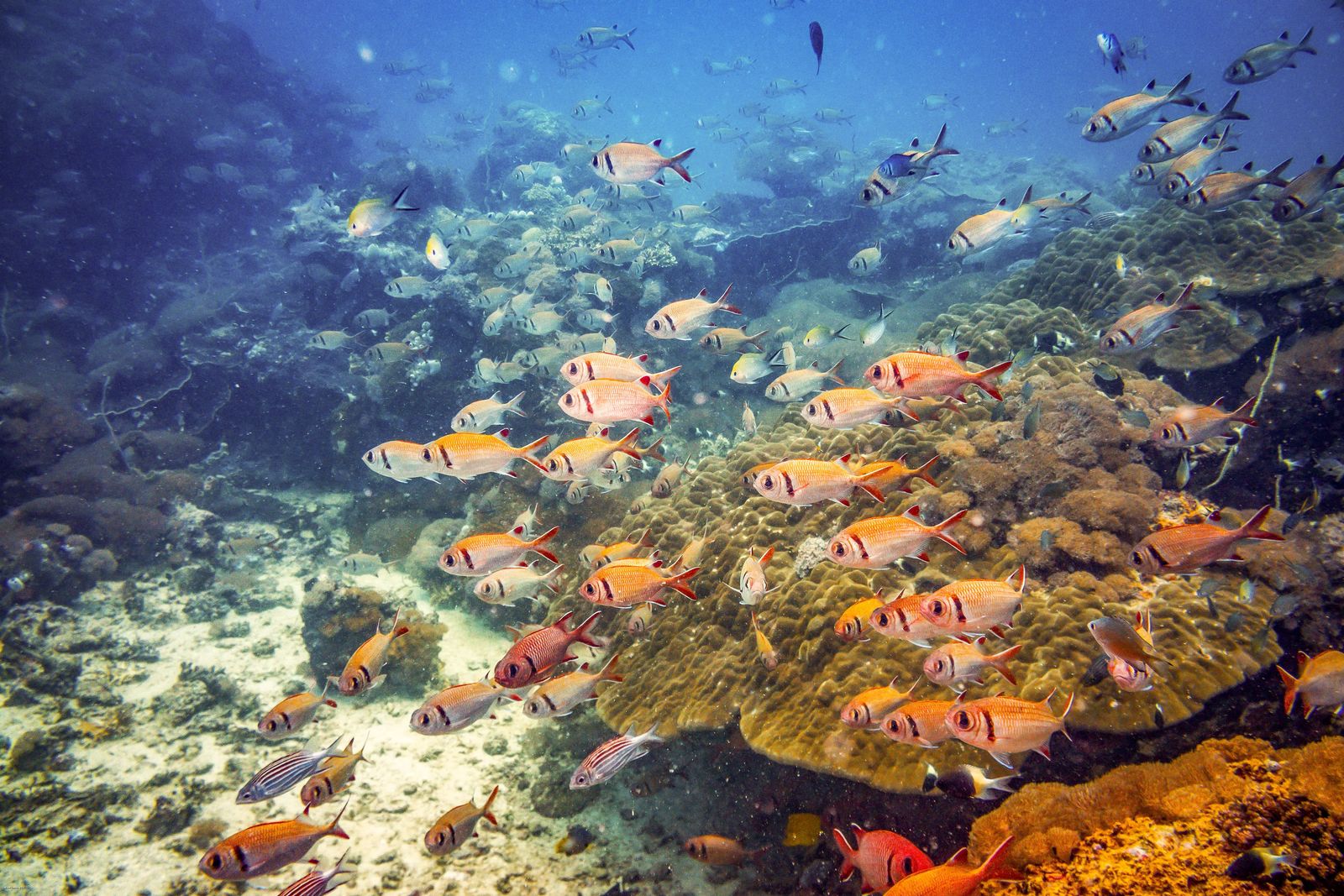 Scuba Diving in Nungwi Zanzibar - School of Fish