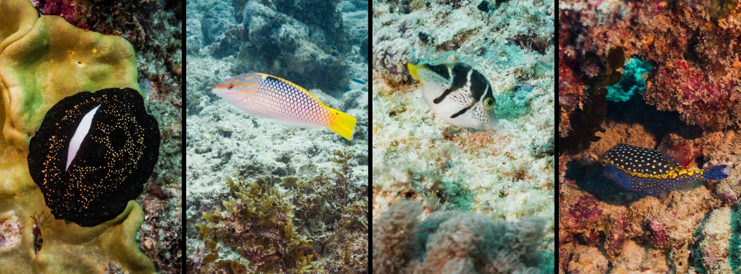 Scuba Diving in Nungwi Zanzibar - Various colorful fish