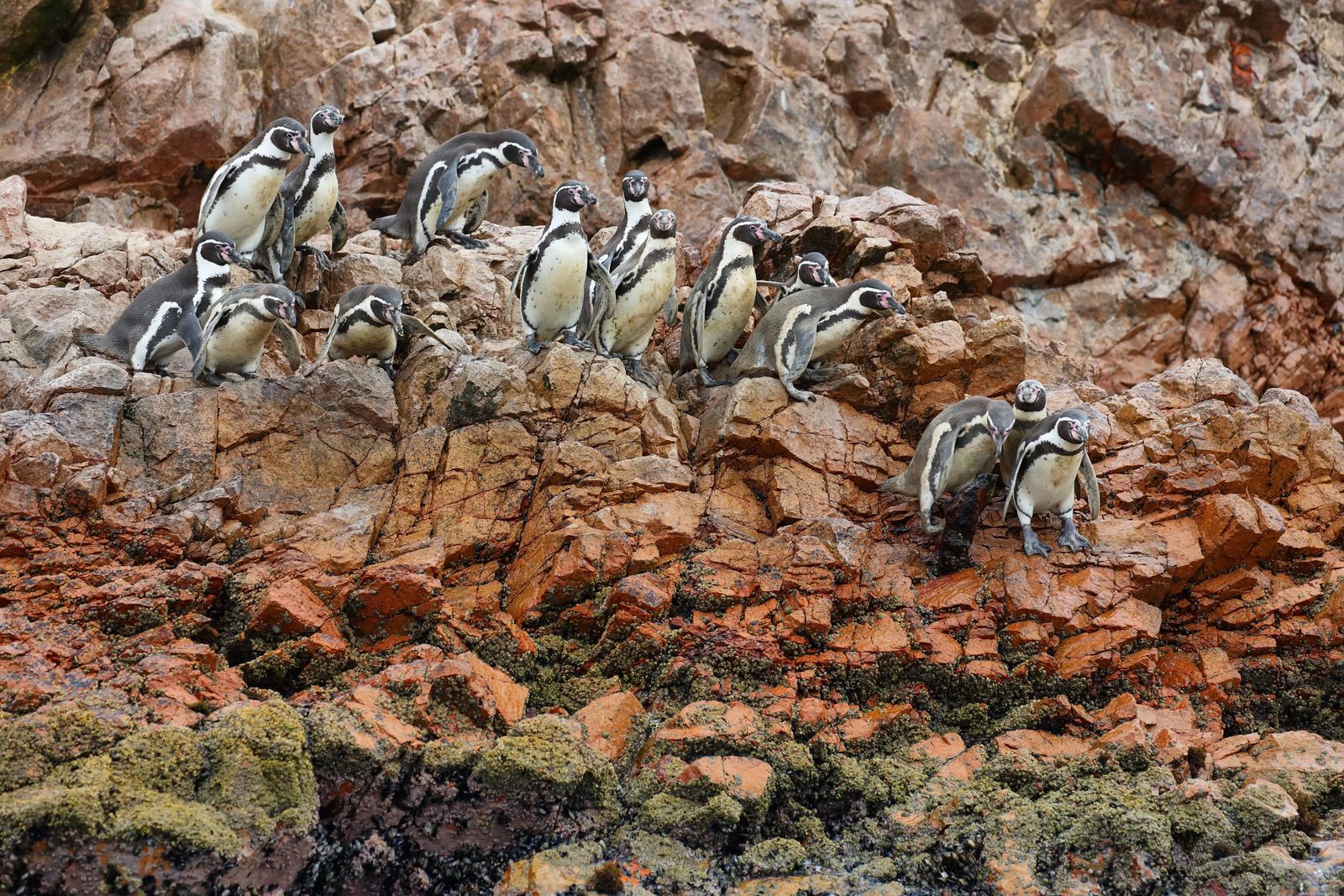 shore excursions in Pisco Peru Ballesta Island