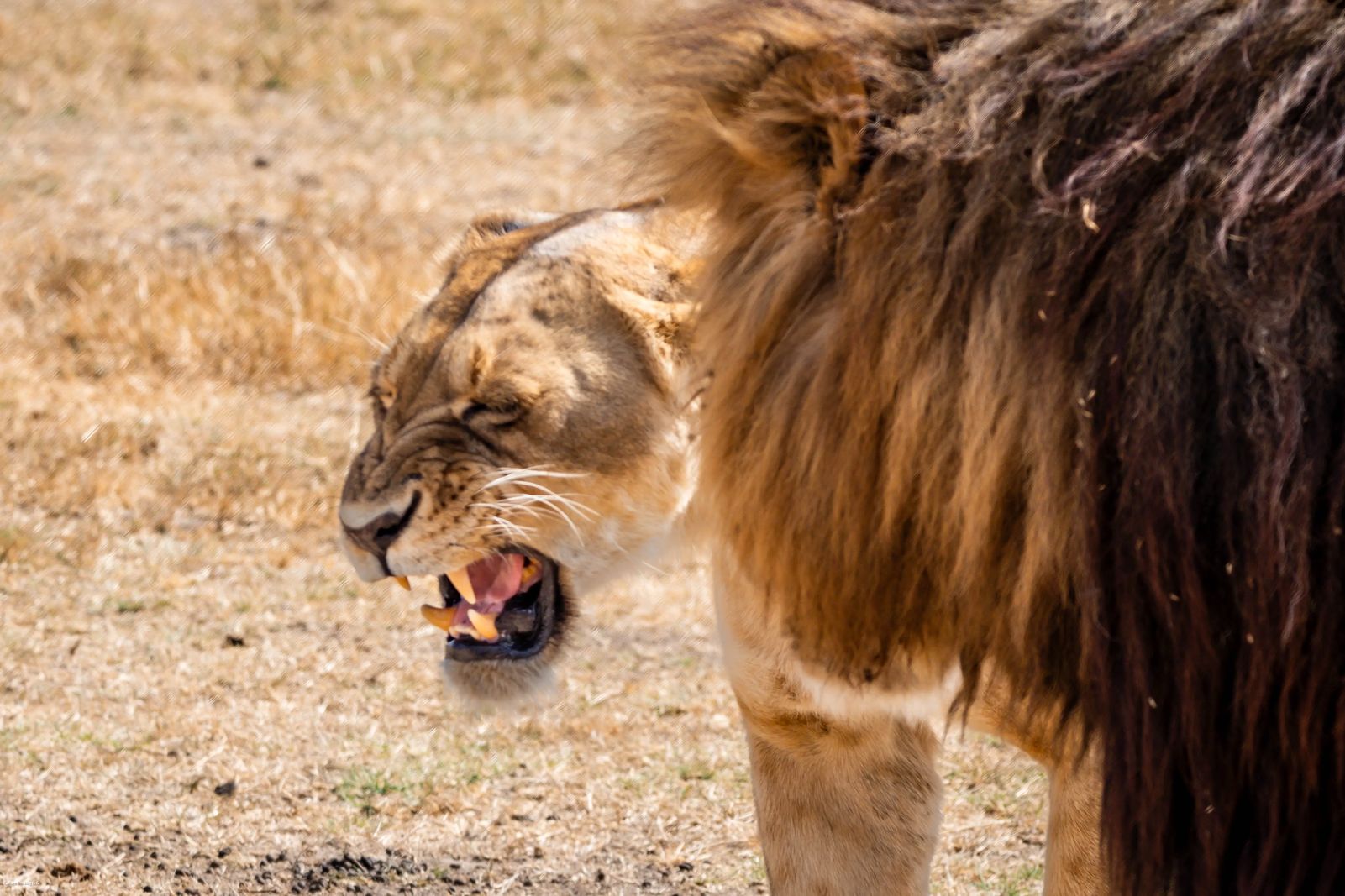 Ngorongoro Crater Safari Lion and Lioness