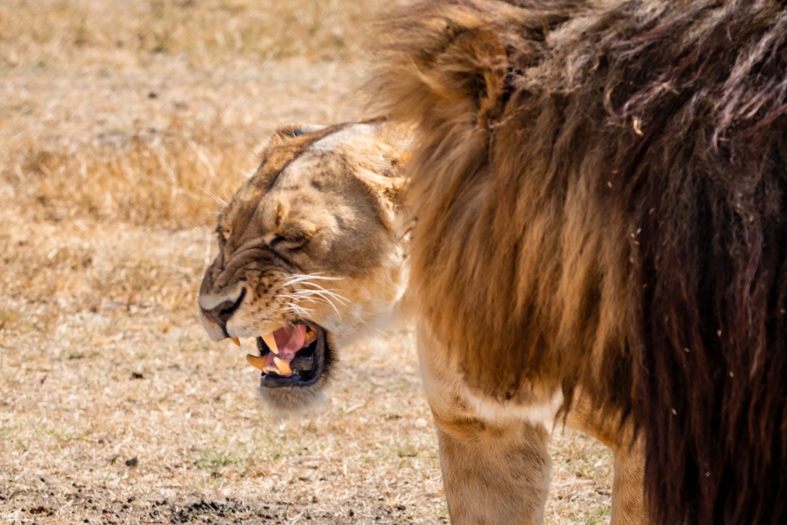 Ngorongoro  Crater Safari Lion and Lioness 