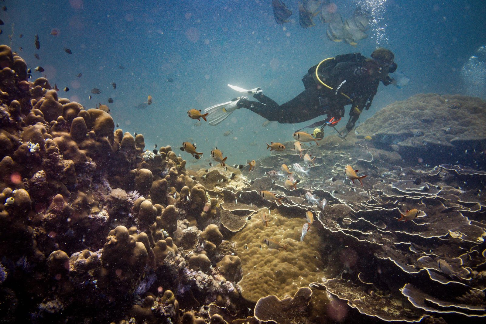 Diver over diverse coral and schools of fish