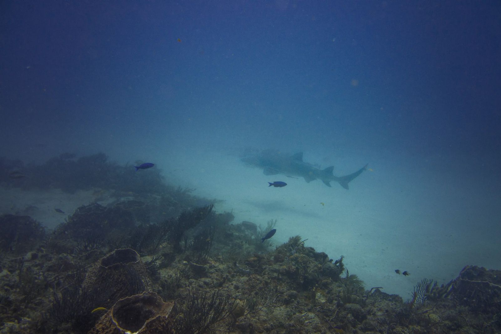 Diving Singer Island Florida - photo credit Jennifer Coleman from Coleman Concierge